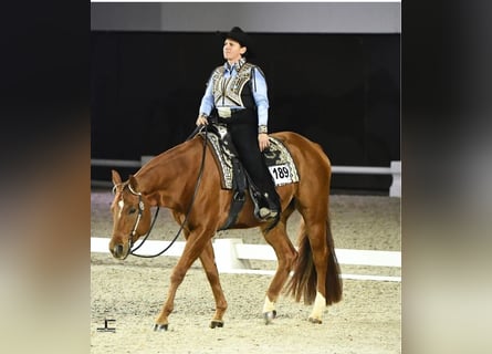 Quarter horse américain, Hongre, 9 Ans, 163 cm, Alezan