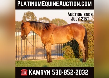 Quarter horse américain, Hongre, 9 Ans, 163 cm, Roan-Bay