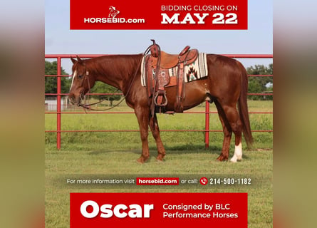 Quarter horse américain, Hongre, 9 Ans, Alezan cuivré