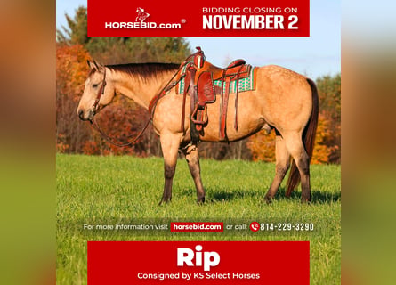 Quarter horse américain, Hongre, 9 Ans, Buckskin