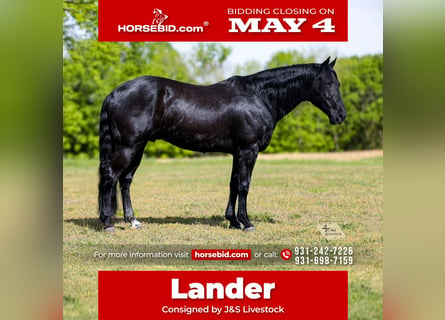 Quarter horse américain, Hongre, 9 Ans, Noir