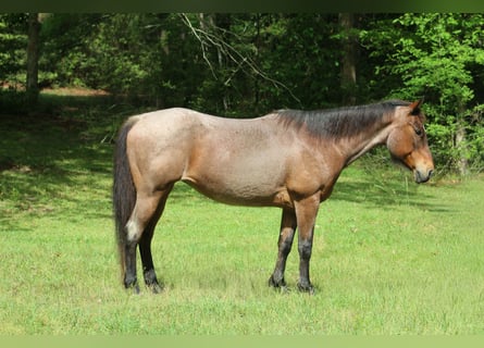 Quarter horse américain, Jument, 10 Ans, 147 cm, Roan-Bay