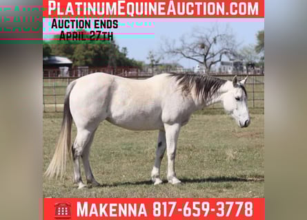 Quarter horse américain, Jument, 10 Ans, 150 cm, Gris
