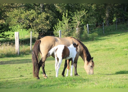 Quarter horse américain, Jument, 10 Ans, 150 cm, Isabelle