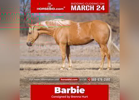 Quarter horse américain, Jument, 10 Ans, 150 cm, Palomino