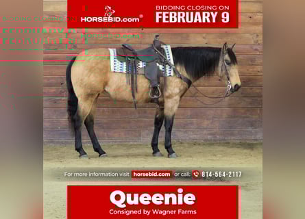 Quarter horse américain, Jument, 10 Ans, 152 cm, Buckskin