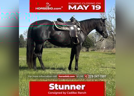 Quarter horse américain, Jument, 10 Ans, 155 cm, Bai