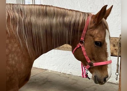 Quarter horse américain, Jument, 10 Ans, 155 cm, Palomino