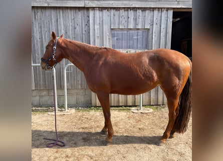 Quarter horse américain, Jument, 10 Ans, 163 cm, Alezan