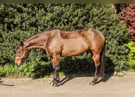 Quarter horse américain, Jument, 11 Ans, 150 cm, Bai