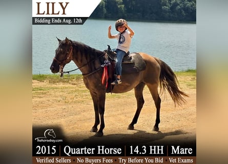 Quarter horse américain, Jument, 11 Ans, 150 cm, Grullo