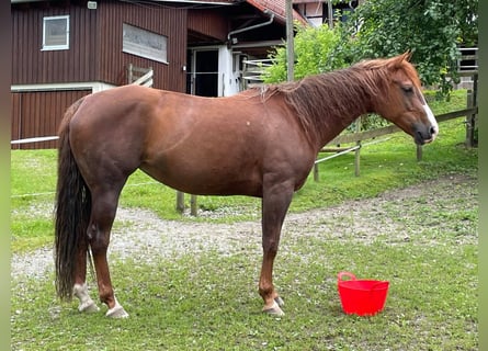 Quarter horse américain, Jument, 11 Ans, 152 cm, Alezan