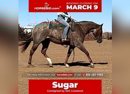 Quarter horse américain, Jument, 11 Ans, 152 cm, Rouan Rouge