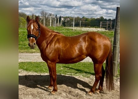 Quarter horse américain, Jument, 11 Ans, 155 cm, Alezan brûlé