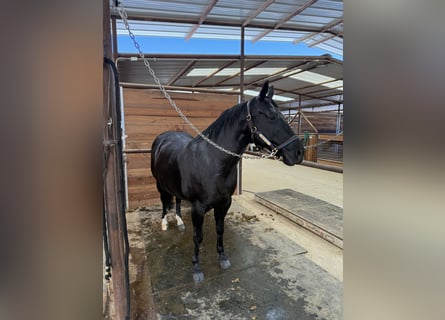 Quarter horse américain, Jument, 12 Ans, 147 cm, Noir