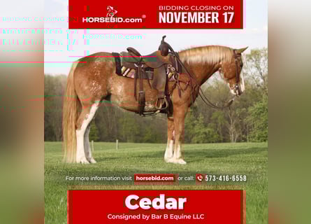 Quarter horse américain Croisé, Jument, 12 Ans, 150 cm, Sabino