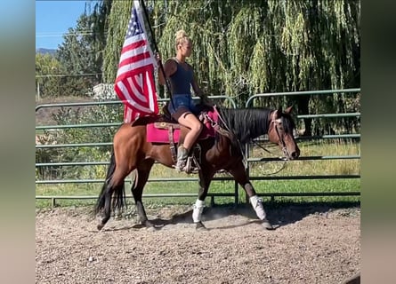 Quarter horse américain, Jument, 12 Ans, 152 cm, Bai cerise