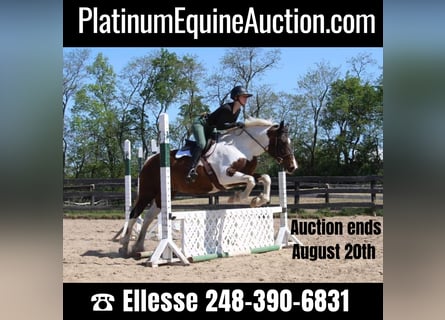 Quarter horse américain, Jument, 12 Ans, 157 cm, Tobiano-toutes couleurs