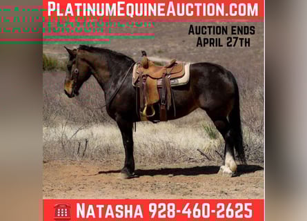 Quarter horse américain, Jument, 12 Ans, 160 cm, Bai cerise