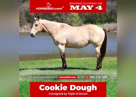 Quarter horse américain, Jument, 12 Ans, Buckskin