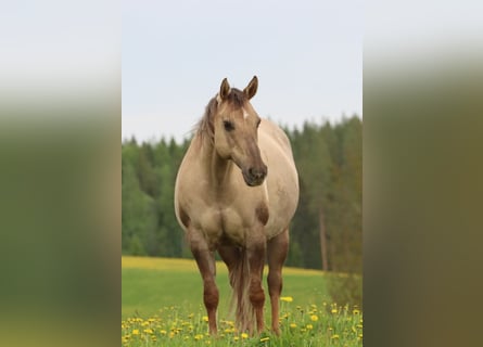 Quarter horse américain, Jument, 13 Ans, 147 cm, Palomino
