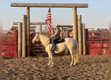 Quarter horse américain, Jument, 13 Ans, 152 cm, Cremello