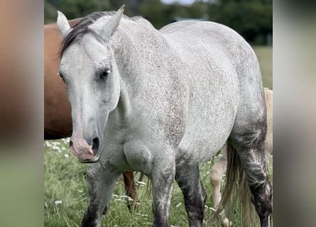 Quarter horse américain, Jument, 13 Ans, 154 cm, Gris pommelé