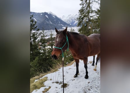 Quarter horse américain, Jument, 14 Ans, 145 cm, Roan-Bay