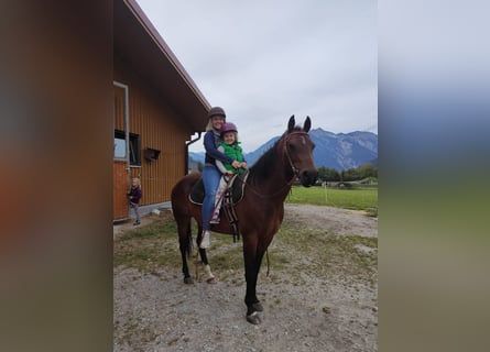 Quarter horse américain, Jument, 14 Ans, 145 cm, Roan-Bay