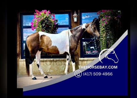 Quarter horse américain, Jument, 14 Ans, 147 cm, Tobiano-toutes couleurs
