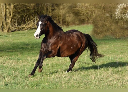 Quarter horse américain, Jument, 14 Ans, 148 cm, Bai brun foncé