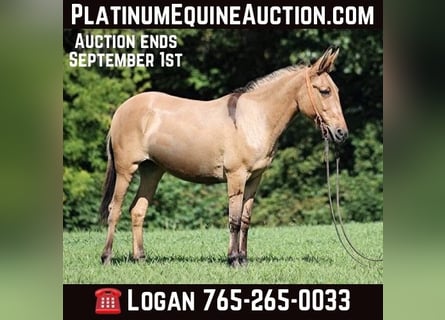 Quarter horse américain, Jument, 14 Ans, 155 cm, Buckskin