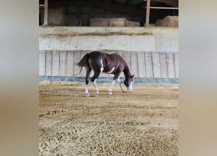 Quarter horse américain, Jument, 15 Ans, 153 cm, Overo-toutes couleurs