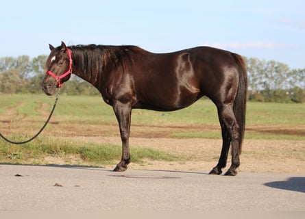 Quarter horse américain, Jument, 16 Ans, 150 cm, Bai brun foncé