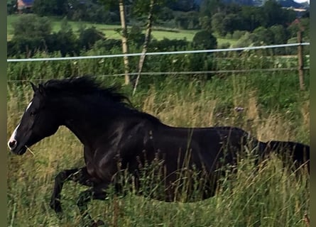 Quarter horse américain, Jument, 17 Ans, 150 cm, Noir