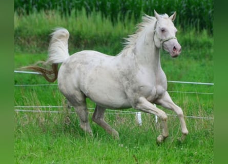 Quarter horse américain, Jument, 18 Ans, Champagne