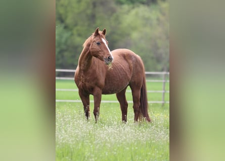 Quarter horse américain, Jument, 19 Ans, 142 cm, Alezan
