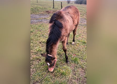 Quarter horse américain, Jument, 1 Année, 148 cm, Buckskin