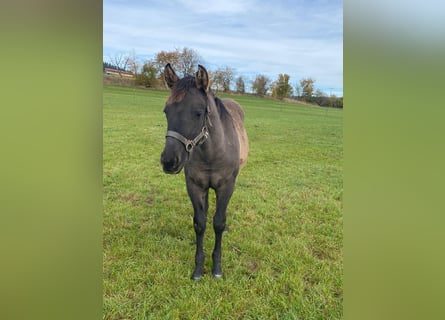 Quarter horse américain, Jument, 1 Année, 148 cm, Grullo
