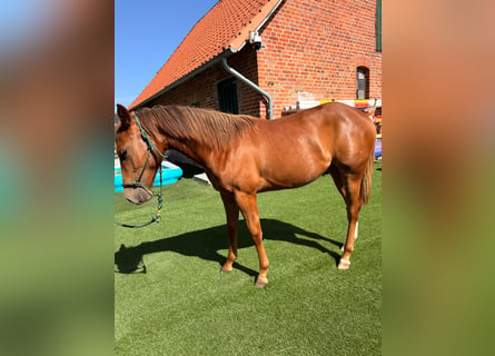 Quarter horse américain, Jument, 1 Année, 150 cm, Alezan