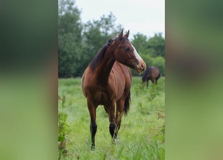 Quarter horse américain, Jument, 1 Année, 150 cm, Bai