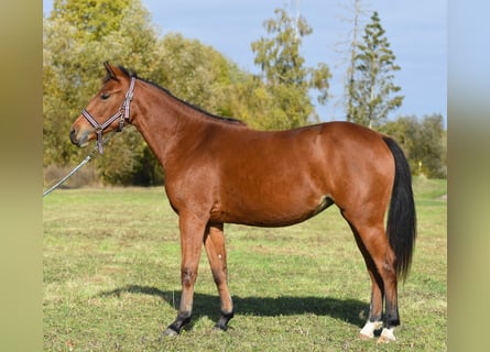 Quarter horse américain, Jument, 1 Année, 150 cm, Bai