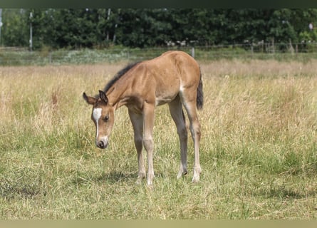 Quarter horse américain, Jument, 1 Année, 150 cm, Bai