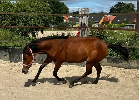 Quarter horse américain, Jument, 1 Année, 150 cm, Bai