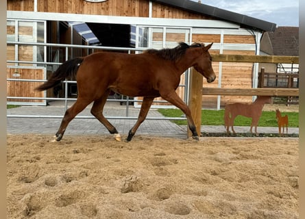Quarter horse américain, Jument, 1 Année, 150 cm, Bai