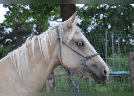 Quarter horse américain, Jument, 1 Année, 150 cm, Palomino