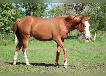 Quarter horse américain, Jument, 1 Année, 153 cm, Alezan
