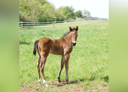Quarter horse américain, Jument, 1 Année, 153 cm, Bai
