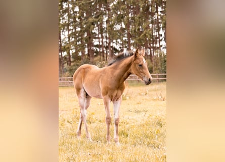 Quarter horse américain, Jument, 1 Année, 155 cm, Bai