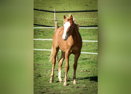 Quarter horse américain, Jument, 1 Année, 158 cm, Alezan
